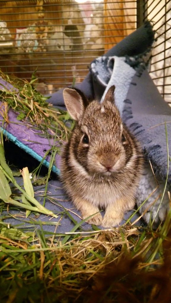 Best Rabbit Breeds For Pets Australia