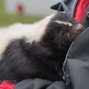 Skunks As Pets In Pa