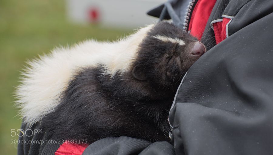 Skunks As Pets In Pa