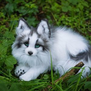 Arctic Fox Pet For Sale Canada