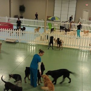 Pet Paradise Boarding Near Me