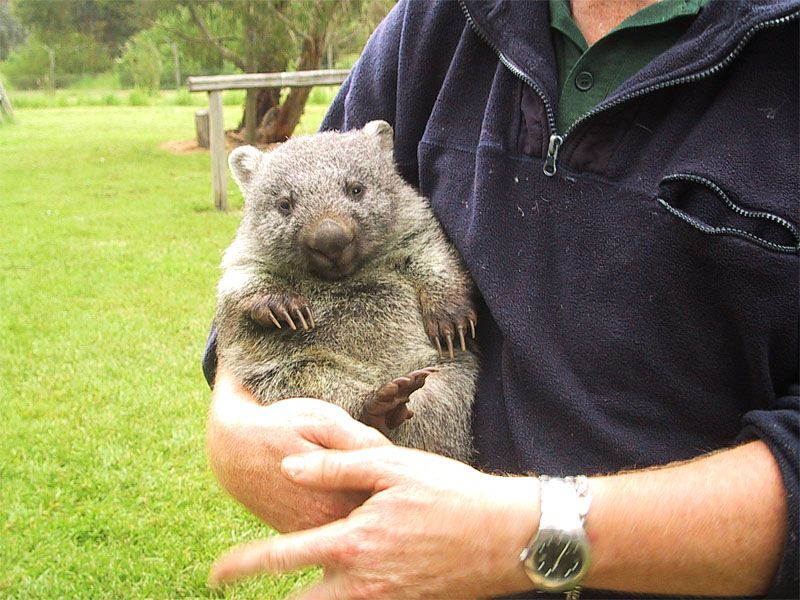 Can You Have A Koala As A Pet In Ny