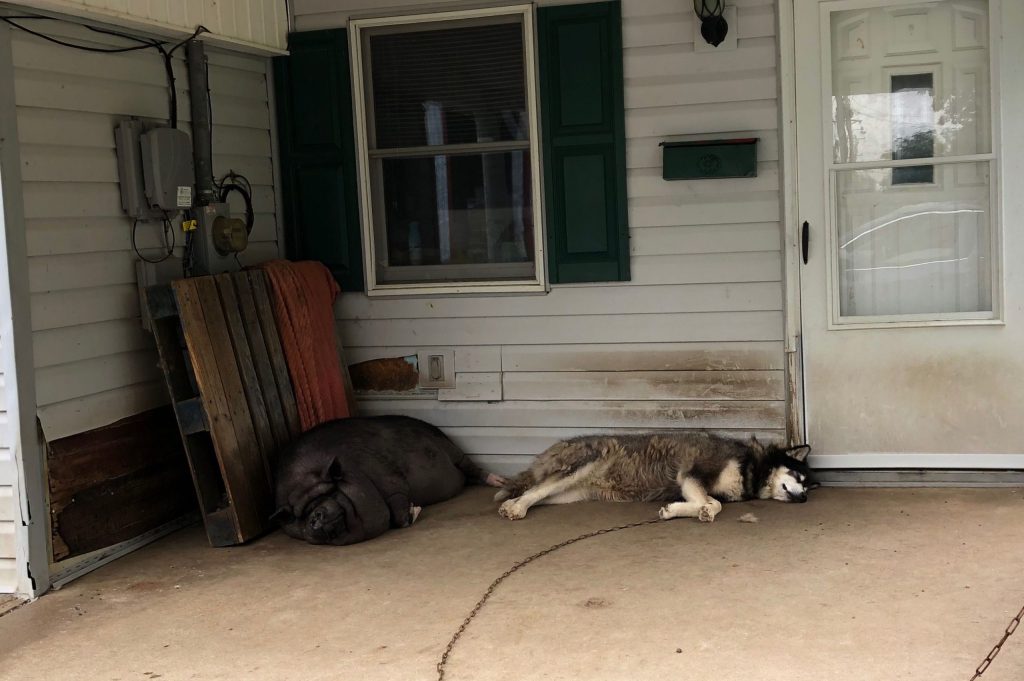 Potbelly Pigs As House Pets