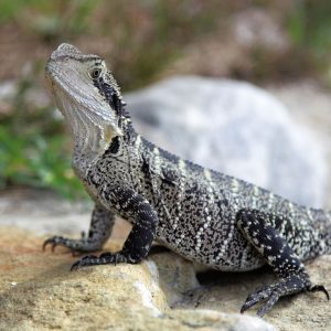 Water Dragon Pet Australia