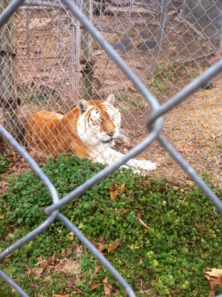 Mike Tyson Pet Tiger Name