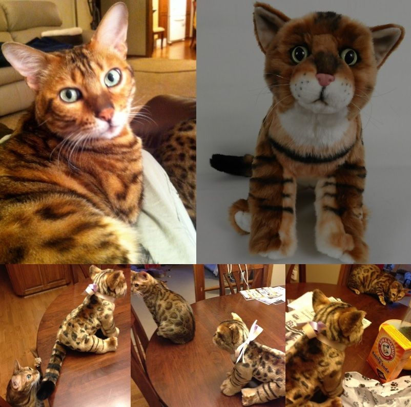 Stuffed Animals Just Like Your Pet