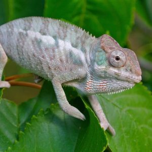 Is A Chameleon A Good Pet For A Child