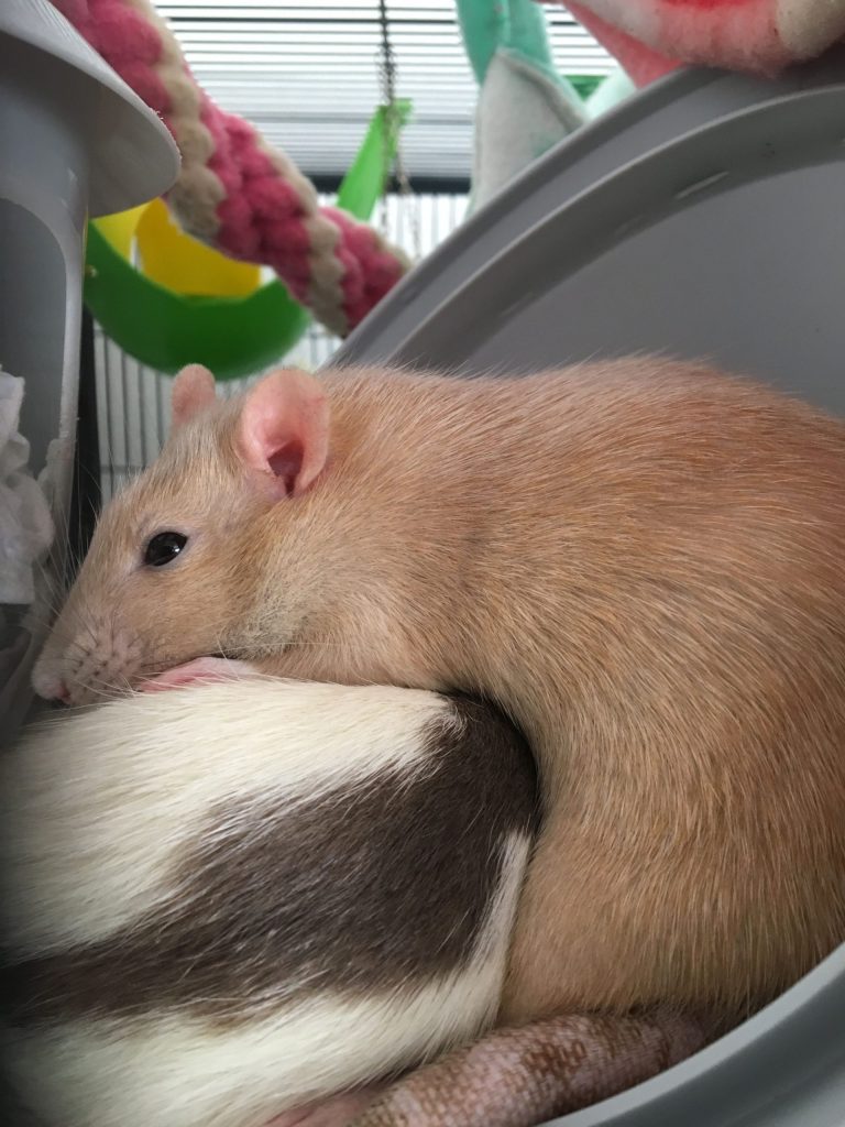 Pet Store Rats Near Me