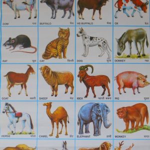 Pet Animals Name In Hindi