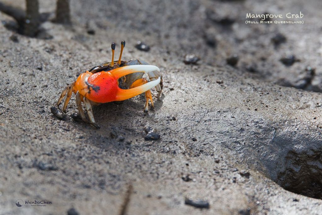 Pet Crabs For Sale Australia