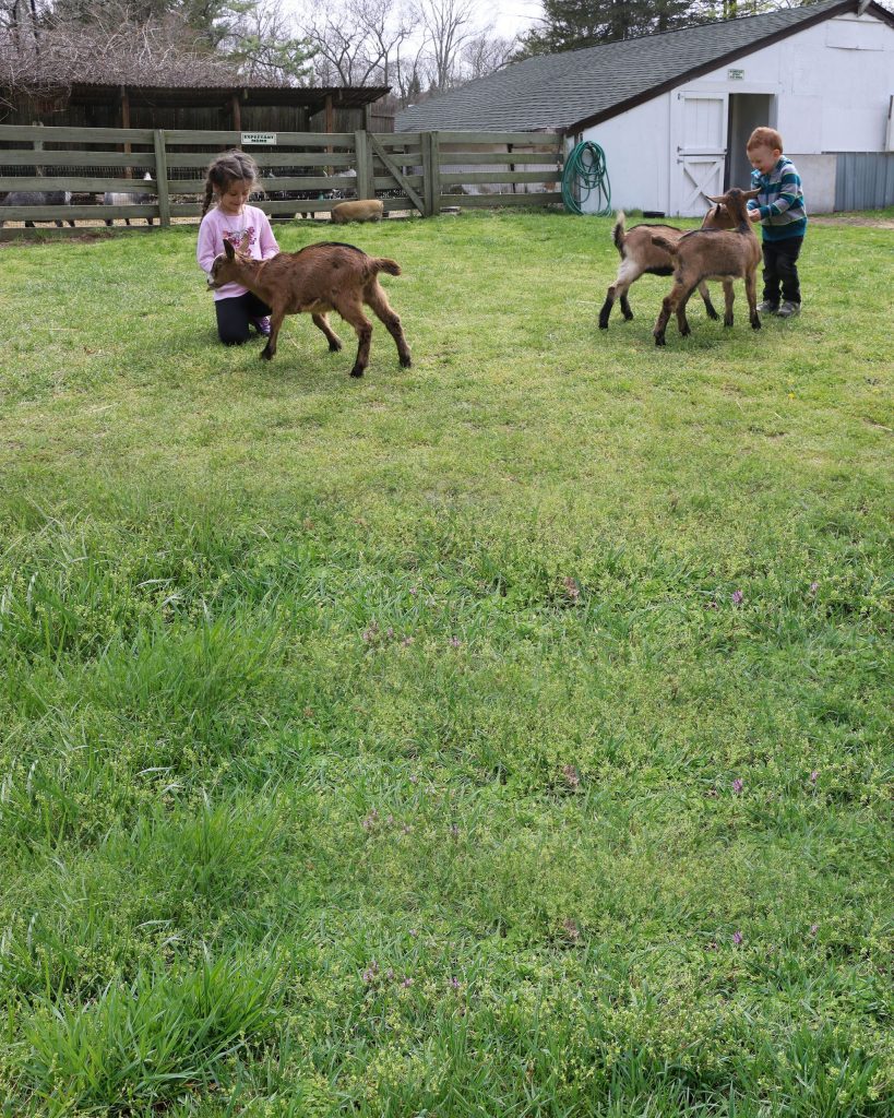 Animal Petting Zoo In Manorville