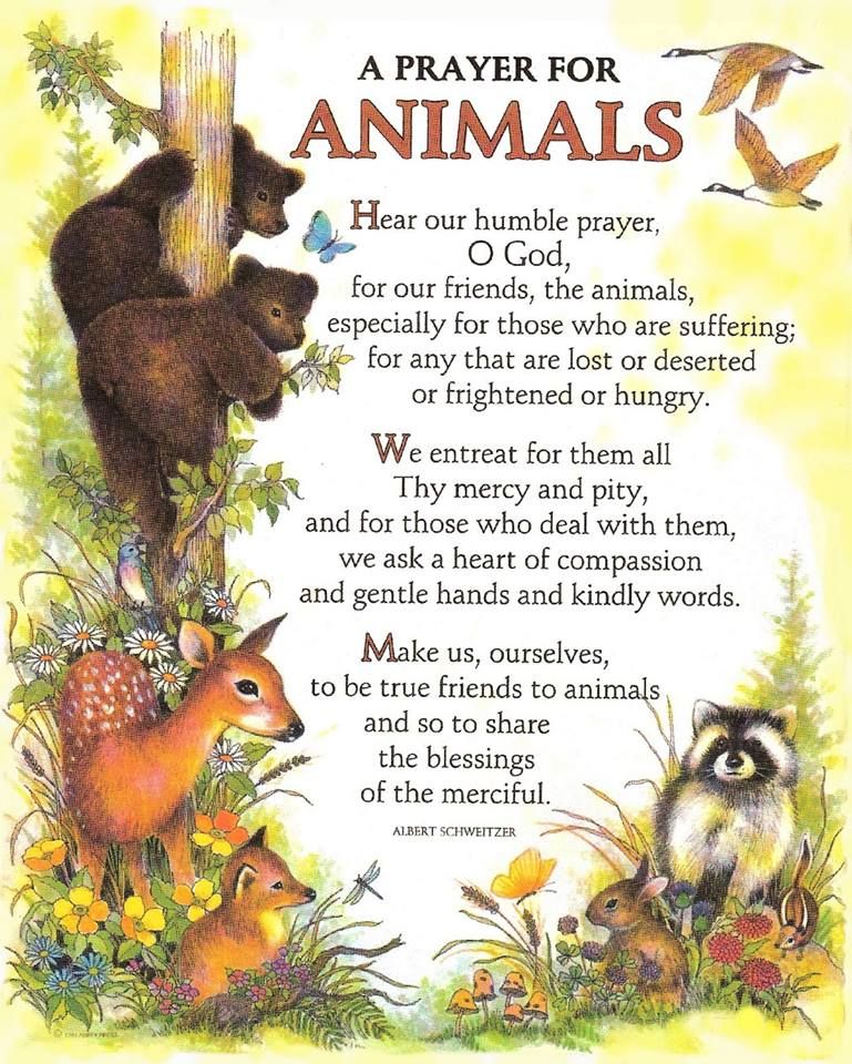 Saint Francis Prayer For Animals