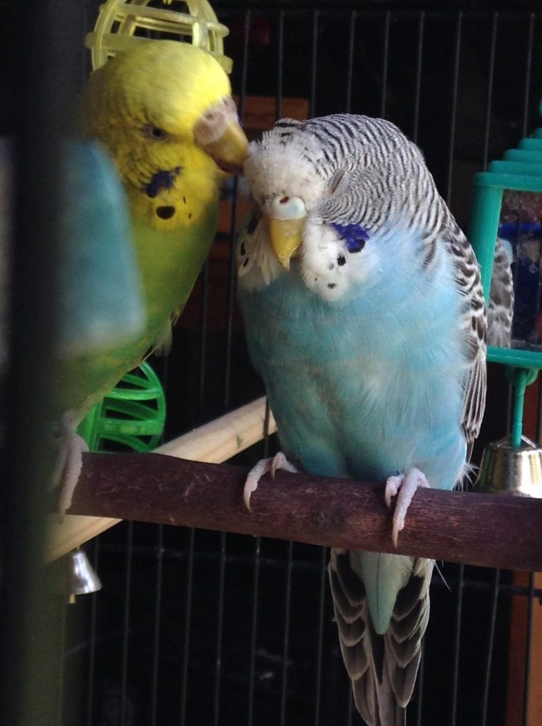 Budgies As Pets Reddit