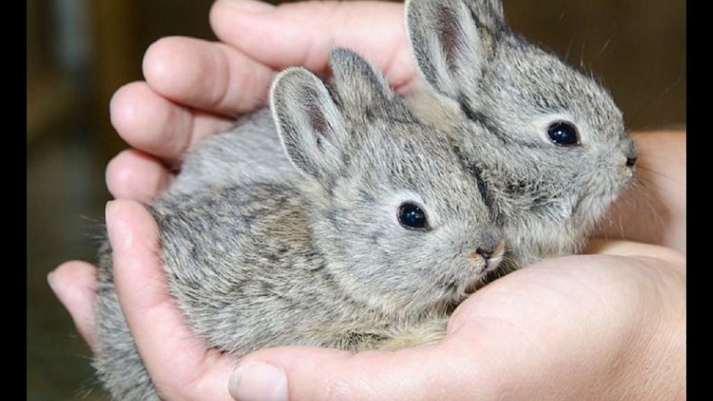 Best Rodent Pet For Toddler