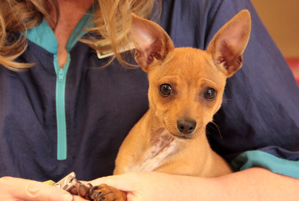 Willow Creek Pet Center Grooming