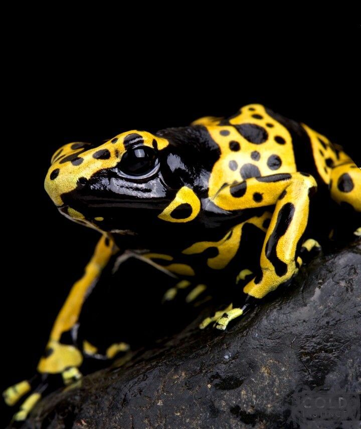 Poison Dart Frog Pet Lifespan