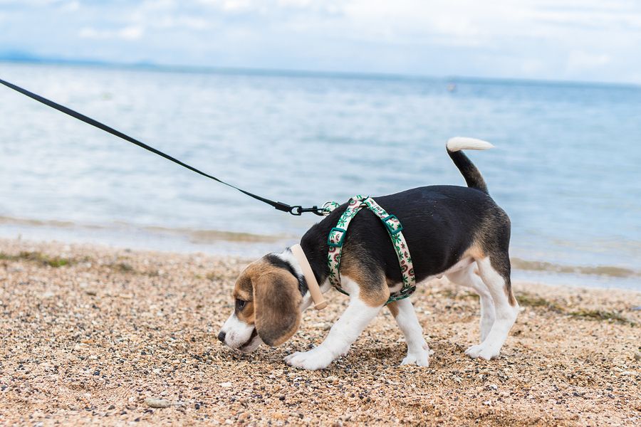 Pet Friendly Accommodation Morro Bay Ca