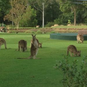 Pets In The Park Caboolture