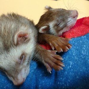 Pet Rats For Sale Near Me Craigslist