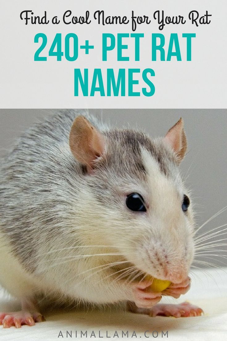 Japanese Pet Rat Names