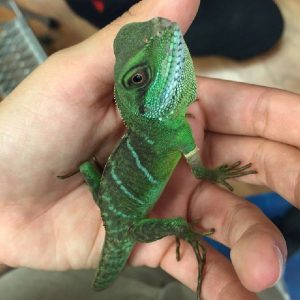 Are Iguanas Good Pets For Beginners