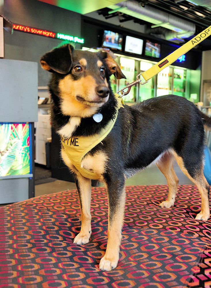 Mountain Pet Rescue Asheville