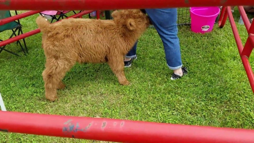 Petting Zoo Southern Maryland