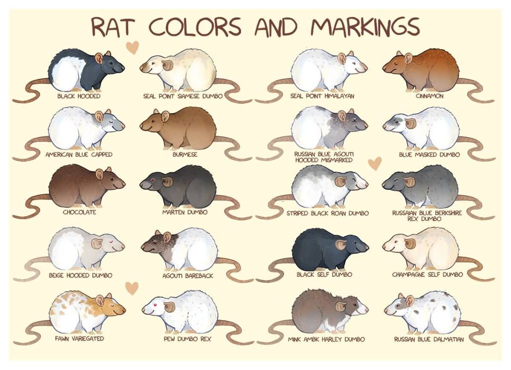 All Types Of Pet Rats