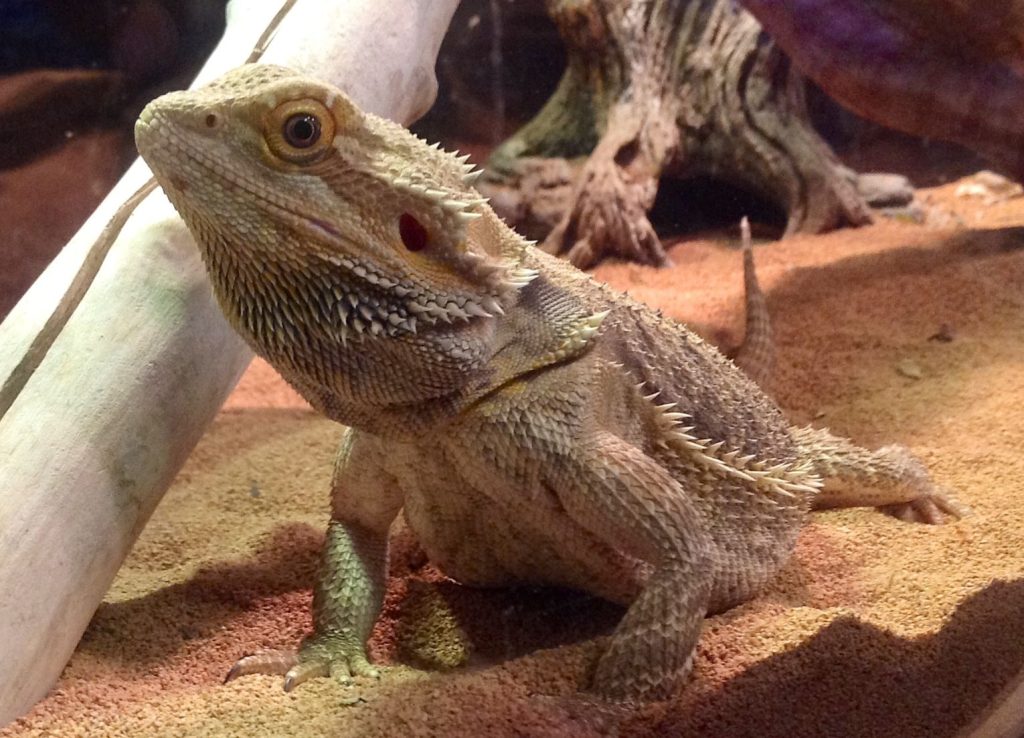 Are Bearded Dragons Good Pets For A 8 Year Old