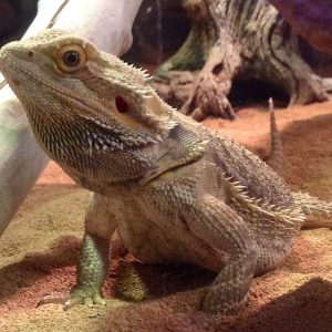 Are Bearded Dragons Good Pets For A 8 Year Old