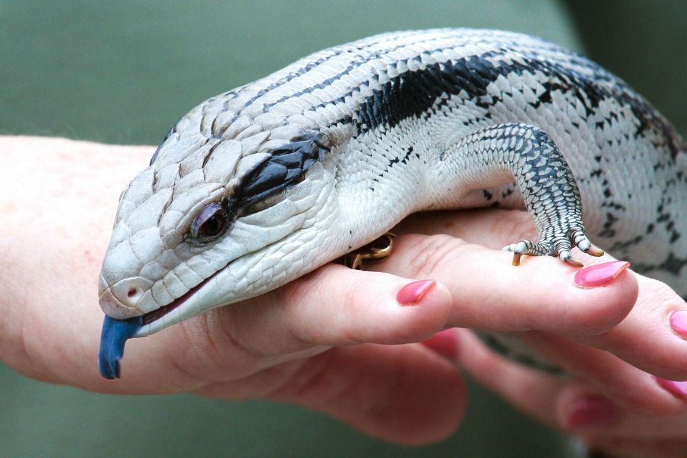 Blue Tongue Skink Pet Care