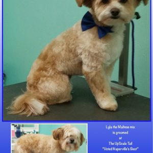 All Pets Grooming Salon