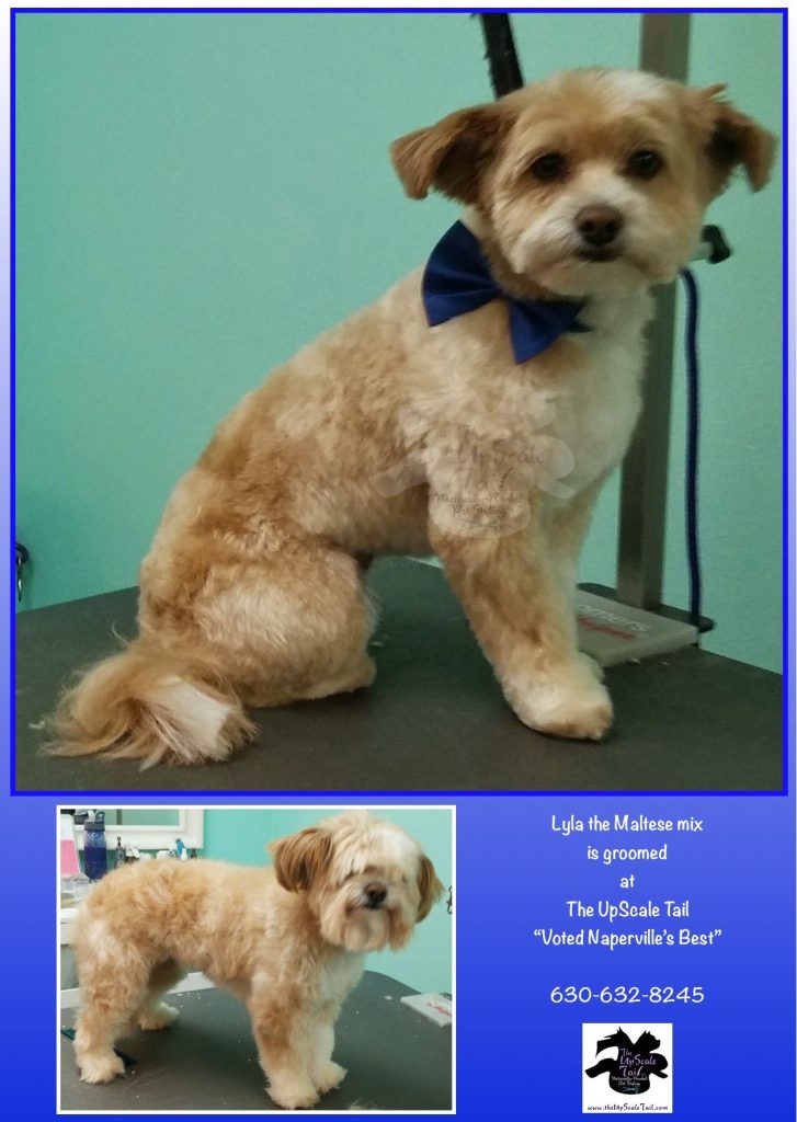 All Pets Grooming Salon