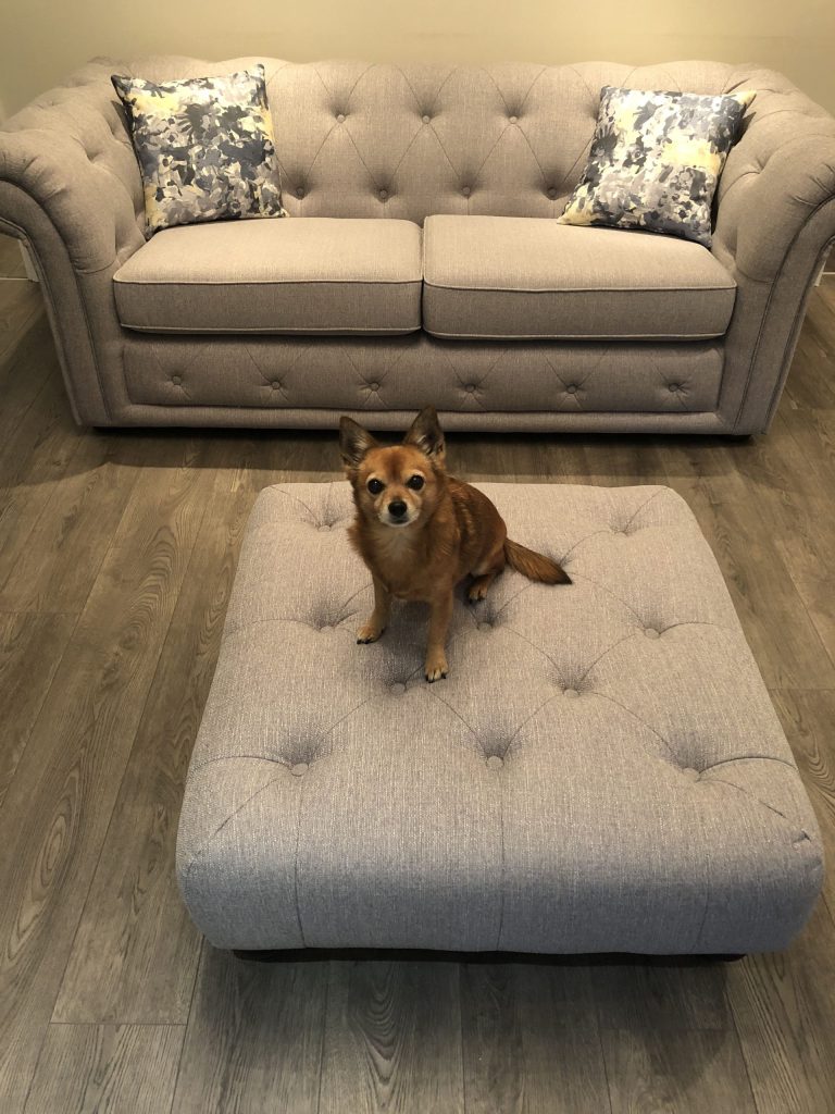 Pet Friendly Sofa Dfs