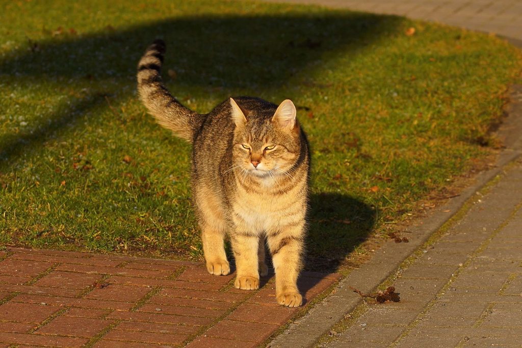 What Is The Friendliest Wild Cat