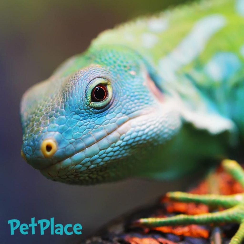 Best Pet Lizards For Kids