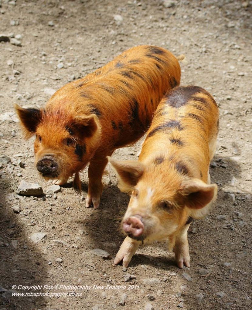 Best Pigs For Pets Nz