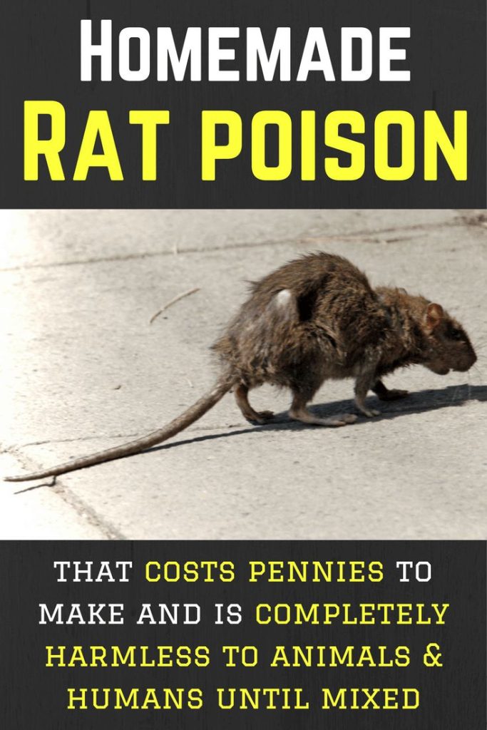 Pet Safe Rat Poison Nz