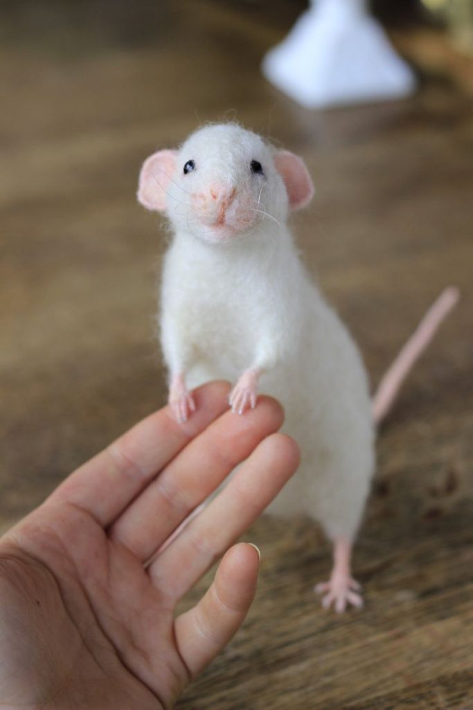 Pet Rats Sold Near Me