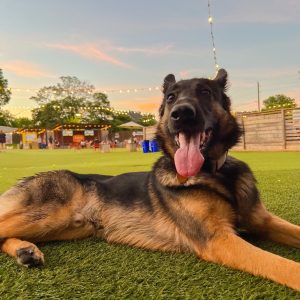 Fetch Fun: Find the Pawfect Dog Park Near Me