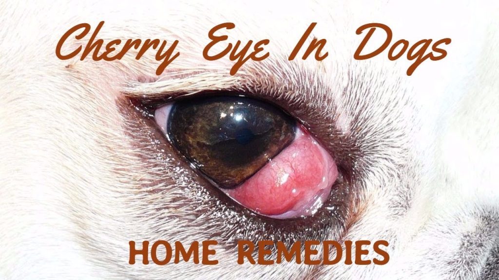 Say goodbye to Cherry Eye in dogs with these effective home remedies!