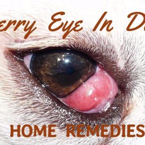 Say goodbye to Cherry Eye in dogs with these effective home remedies!