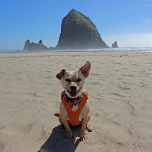 The Best Dog Resort: Unleash Paw-some Vacations