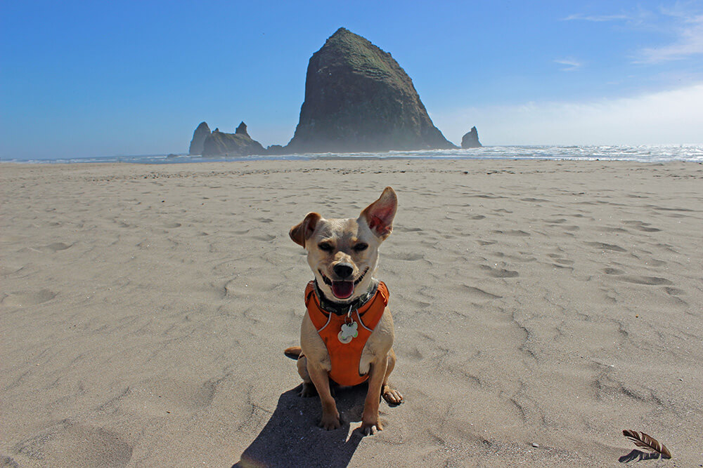 The Best Dog Resort: Unleash Paw-some Vacations