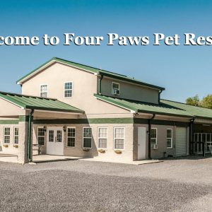 Unleash Fun and Comfort at 4 Paws Pet Resort – Your Furry Friend’s Dream Retreat!