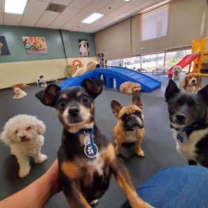 Unleash Joy and Comfort at Happy Paws Pet Resort • Ultimate Pet Retreat