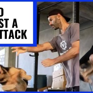 How to Defend Against Dog Attack
