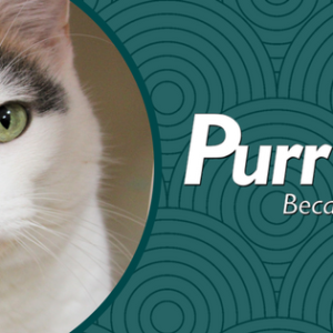 Find Your Purr-fect Cat Companion at a Local Rescue Center: Near Me