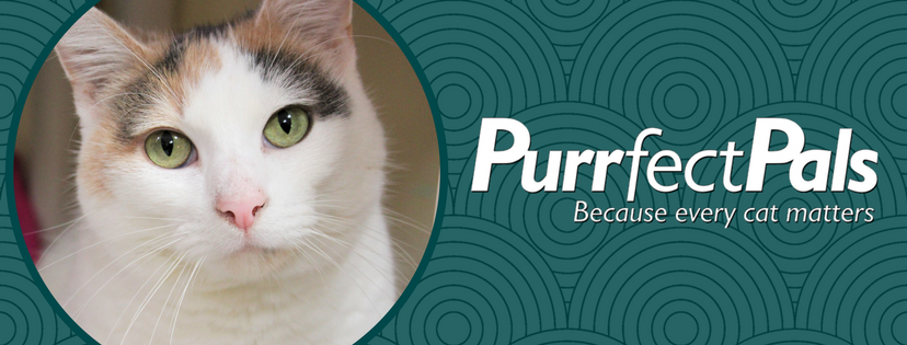 Find Your Purr-fect Cat Companion at a Local Rescue Center: Near Me