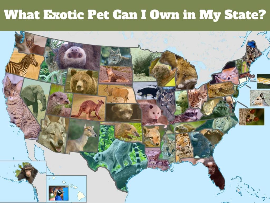 List Of Exotic Pets You Can Own In Washington References